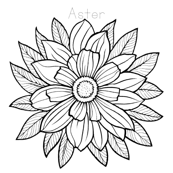 Floral Coloring and Tracing Book